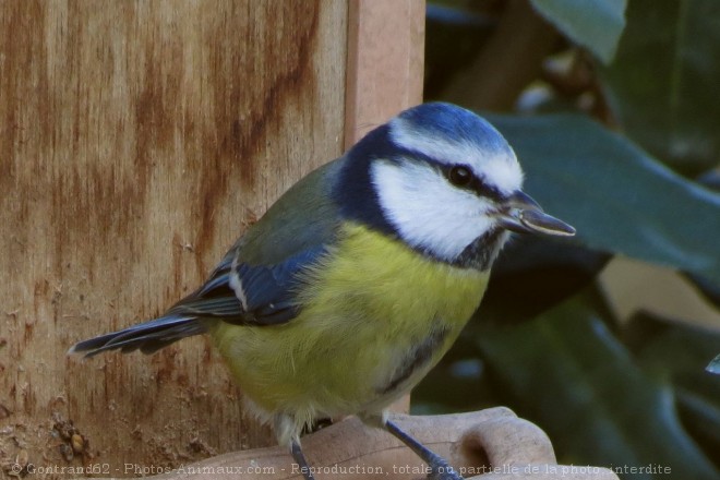 Photo de Msange bleue