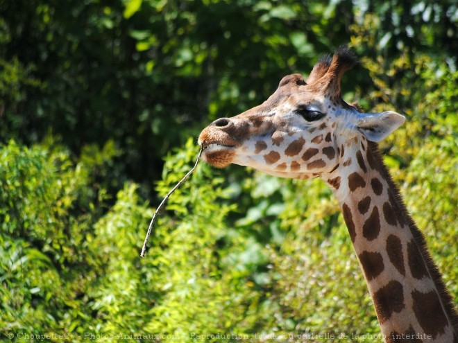 Photo de Girafe