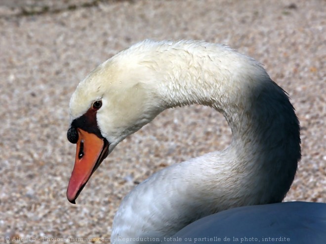 Photo de Cygne