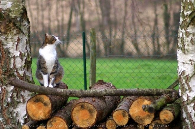 Photo de Chat domestique