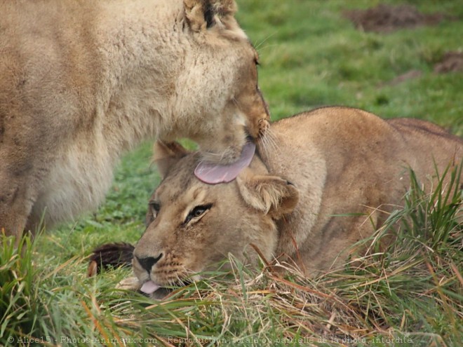 Photo de Lion