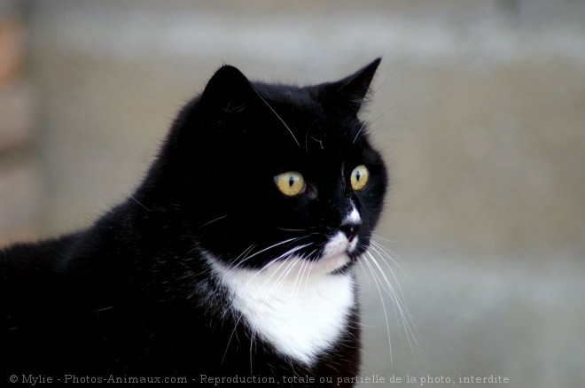 Photo de Chat domestique