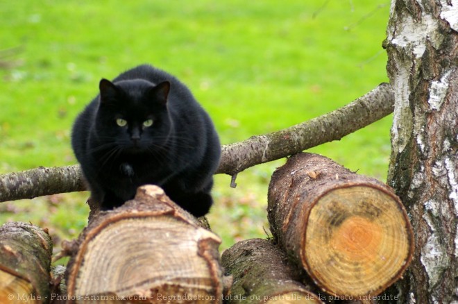 Photo de Chat domestique