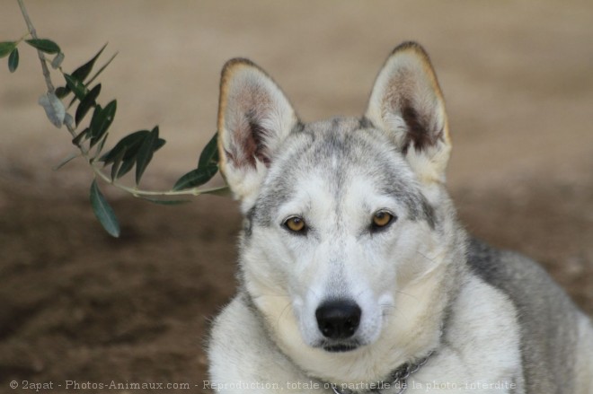 Photo de Husky siberien