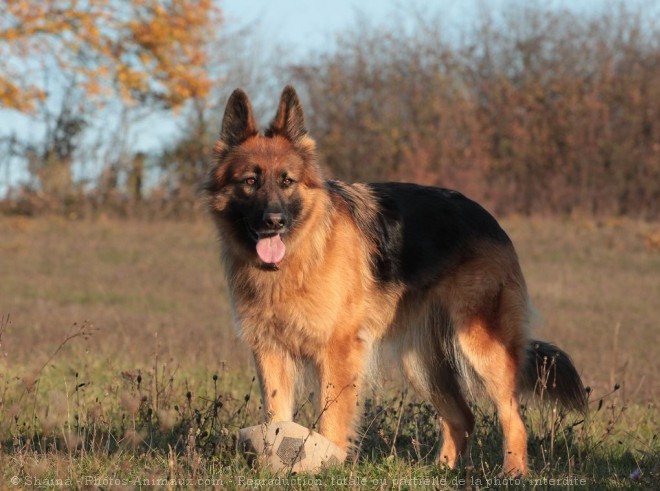 Photo de Berger allemand  poil court