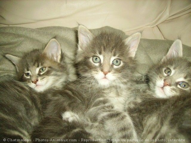 Photo de Maine coon