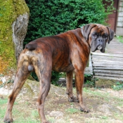 Photo de Boxer