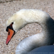 Photo de Cygne