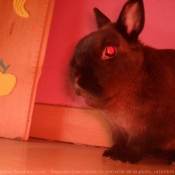 Photo de Lapin