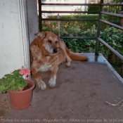 Photo de Berger allemand  poil court