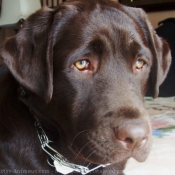 Photo de Labrador retriever