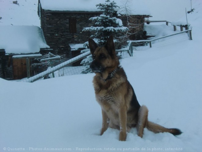 Photo de Berger allemand  poil court