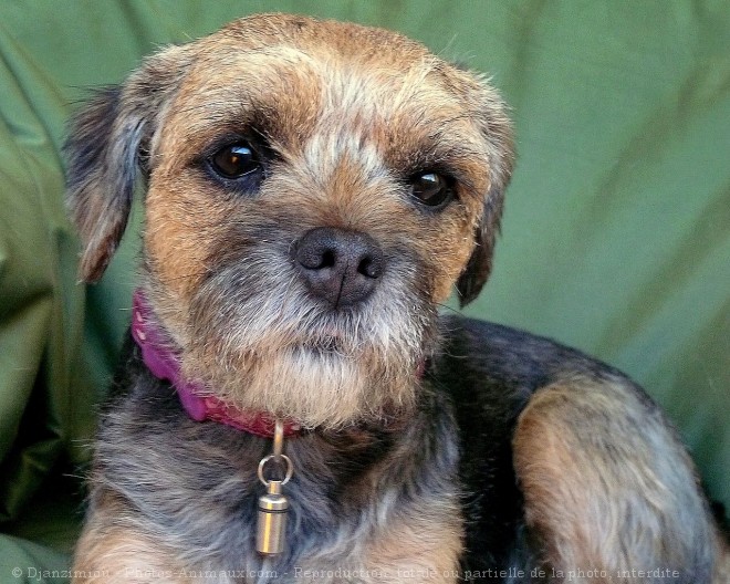 Photo de Border terrier