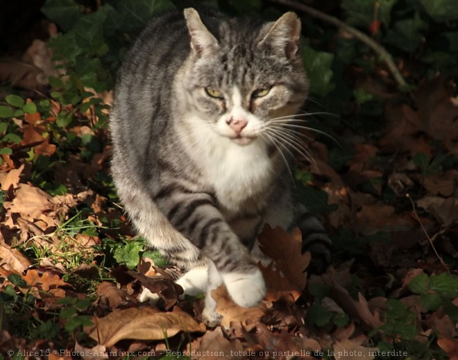 Photo de Chat domestique