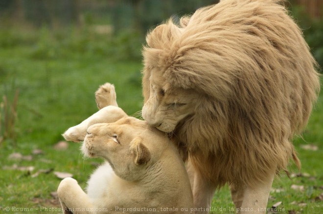 Photo de Lion