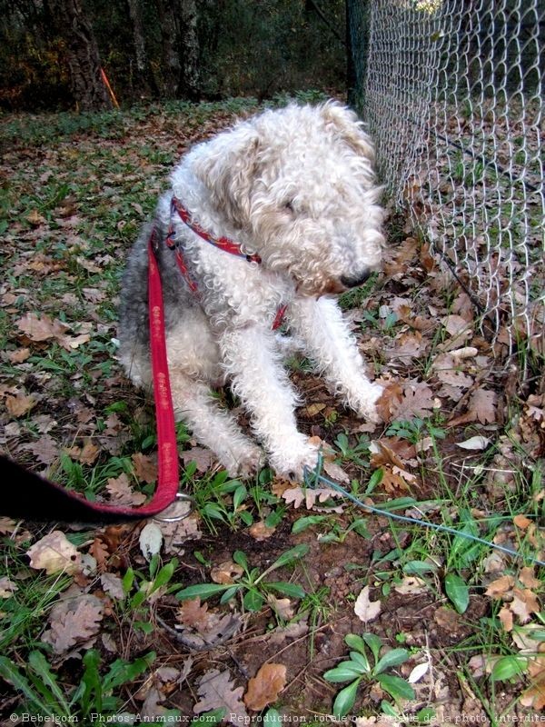 Photo de Fox terrier  poil dur