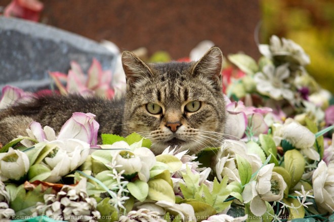 Photo de Chat domestique