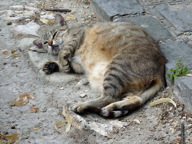 Photo de Chat domestique