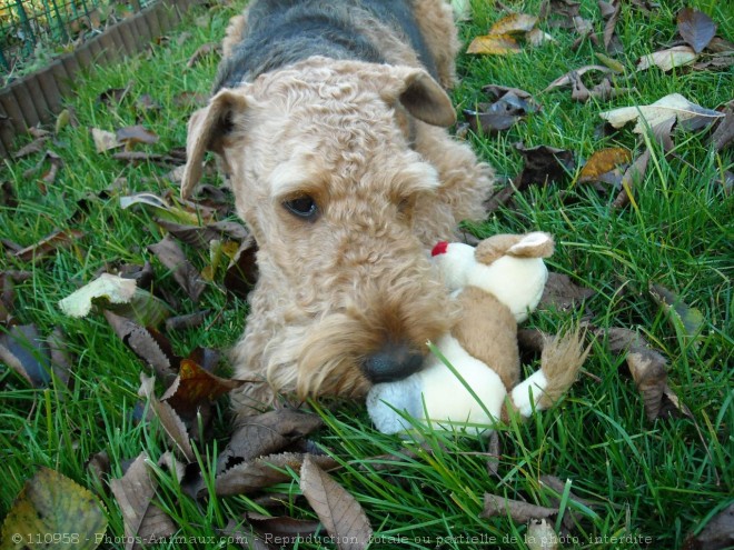 Photo d'Airedale terrier