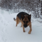 Photo de Berger allemand  poil court