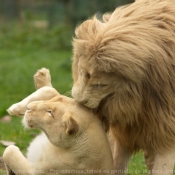 Photo de Lion