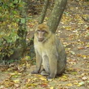 Photo de Singe - magot