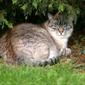 Photo de Chat domestique