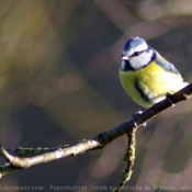 Photo de Msange bleue