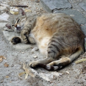 Photo de Chat domestique