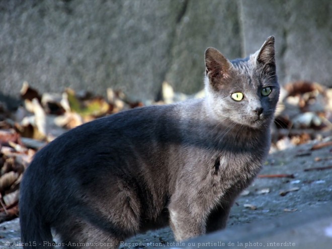 Photo de Chat domestique