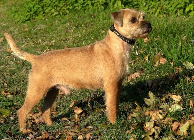 Photo de Border terrier