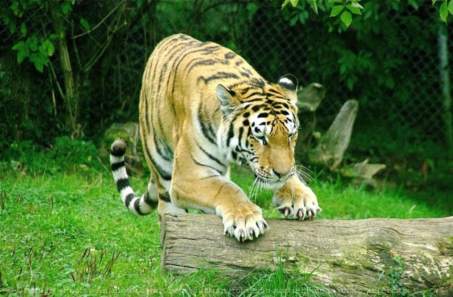 Photo de Tigre