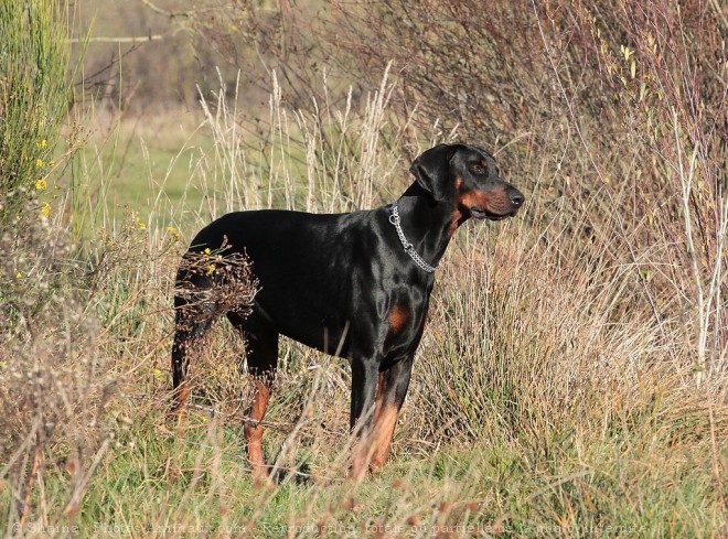 Photo de Dobermann