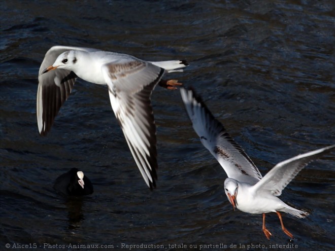 Photo de Mouette