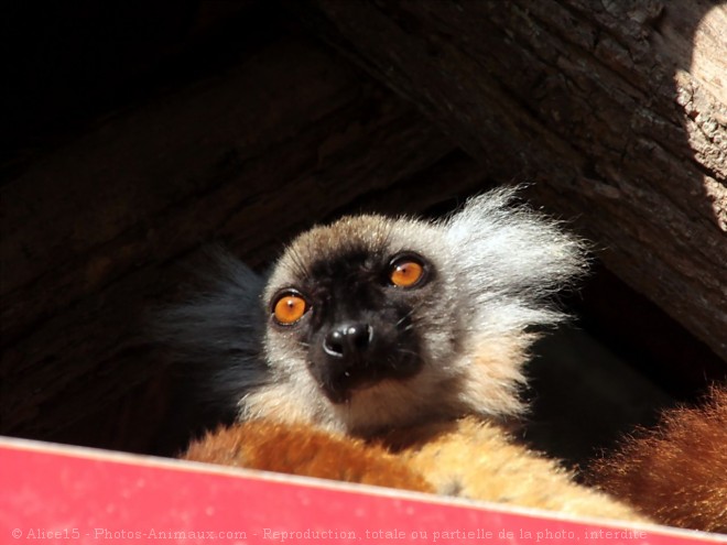 Photo de Lmurien - lmur macaco