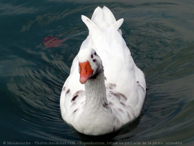 Photo d'Oie blanche