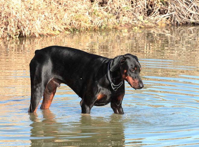 Photo de Dobermann