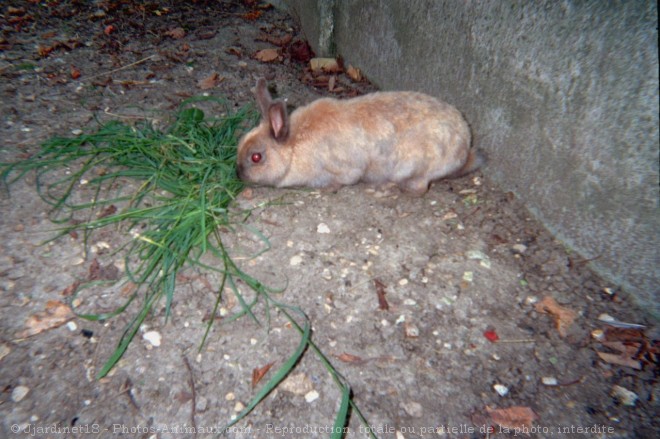 Photo de Lapin