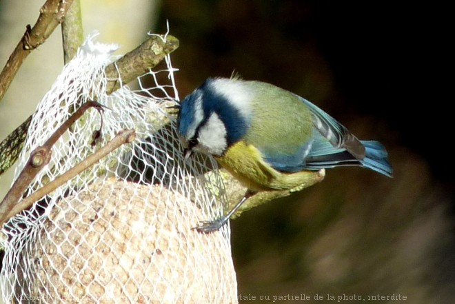 Photo de Msange bleue