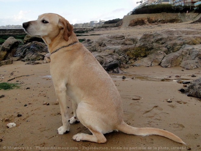 Photo de Labrador retriever