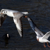 Photo de Mouette