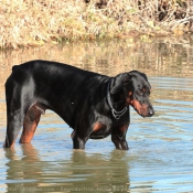 Photo de Dobermann