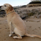 Photo de Labrador retriever