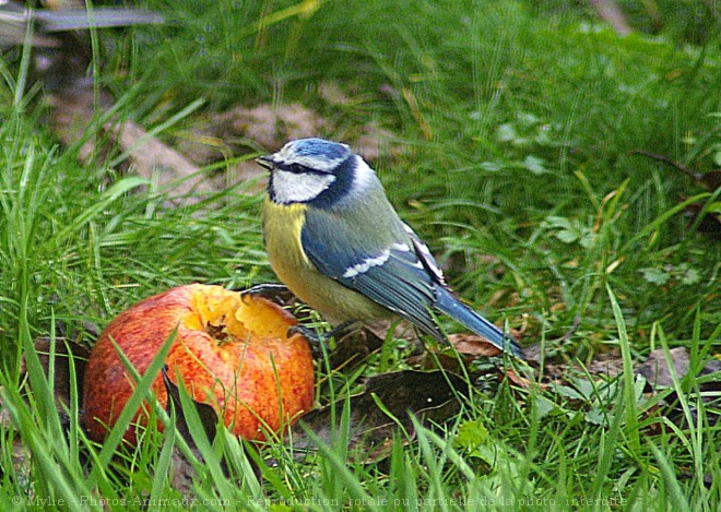 Photo de Msange bleue