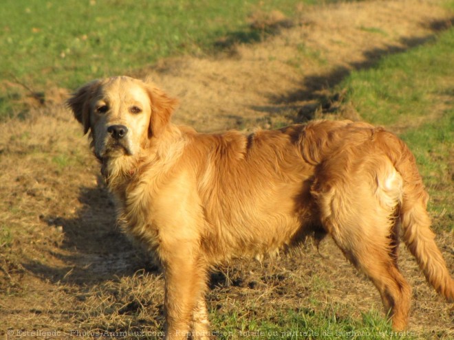 Photo de Golden retriever