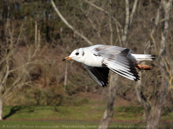 Photo de Mouette