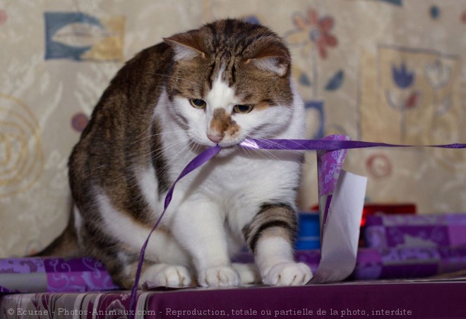 Photo de Chat domestique