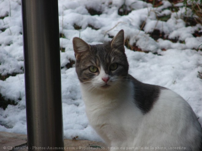 Photo de Chat domestique