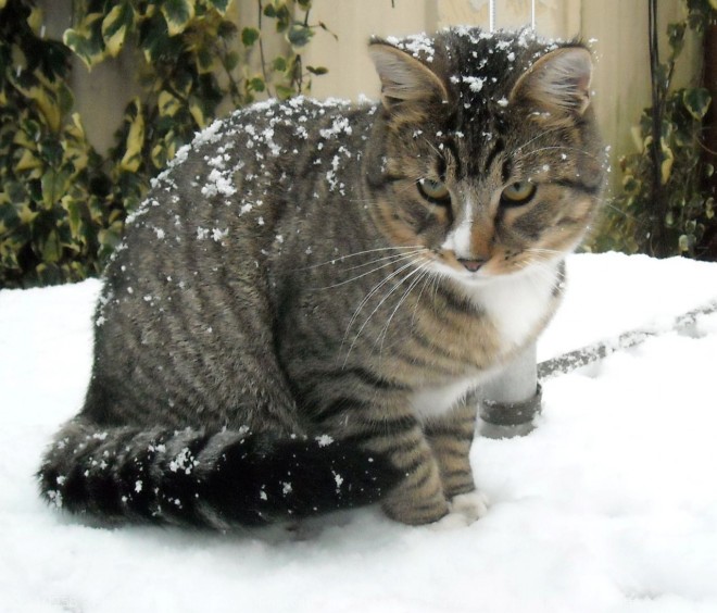 Photo de Chat domestique