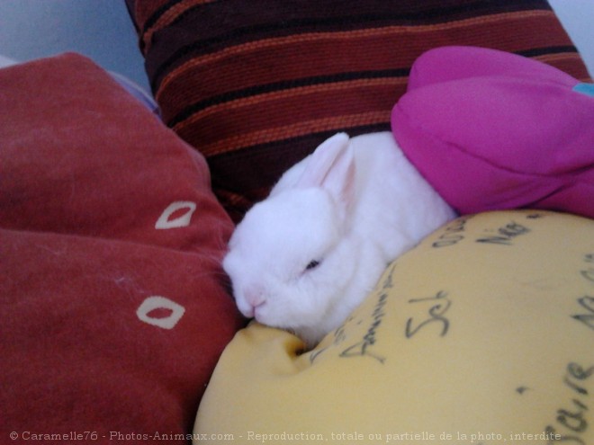 Photo de Lapin